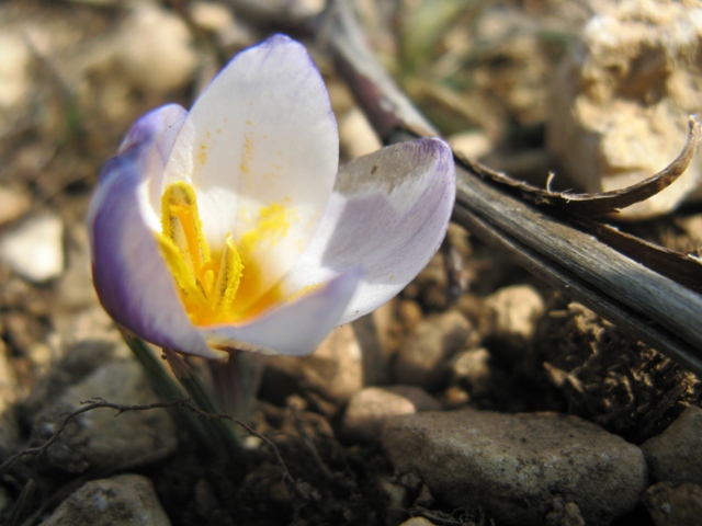 Image of Crocus tauricus specimen.