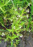 Veronica anagallis-aquatica. Цветущее растение. Ярославская обл., Угличский р-н, дер. Масальское, р. Корожечна. 24.06.2011.