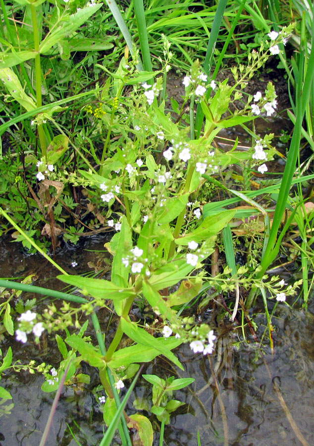 Изображение особи Veronica anagallis-aquatica.