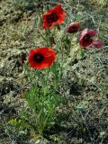 Papaver pavoninum. Цветущие растения (видны цветки с разными вариантами окраски). Казахстан, Алматинская обл., окр. п. Курты. 13.05.2011.