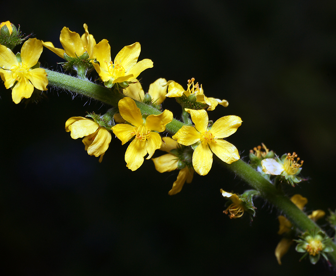 Image of genus Agrimonia specimen.