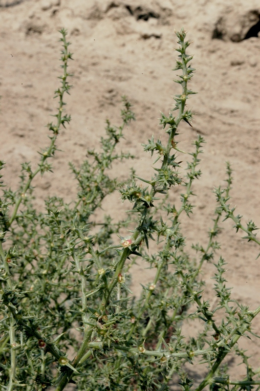 Изображение особи Salsola paulsenii.