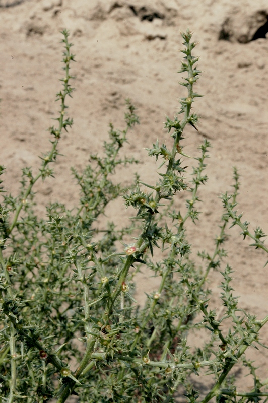 Image of Salsola paulsenii specimen.