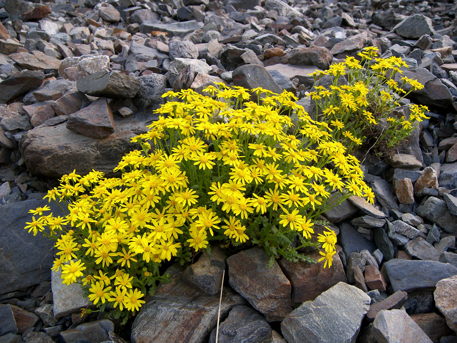 Image of Senecio sosnovskyi specimen.