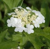 Viburnum opulus. Соцветие. Московская обл., Раменский р-н, окрестности д. Хрипань, дачный участок. 31.05.2007.