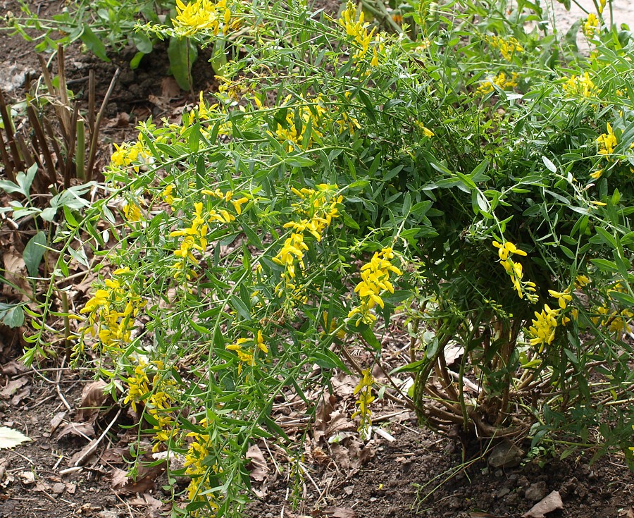 Изображение особи Genista tinctoria.