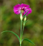 Dianthus fischeri