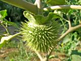 Datura wrightii. Плод. Крым, г. Саки, территория базы отдыха \"Прибой\". 24.08.2011.