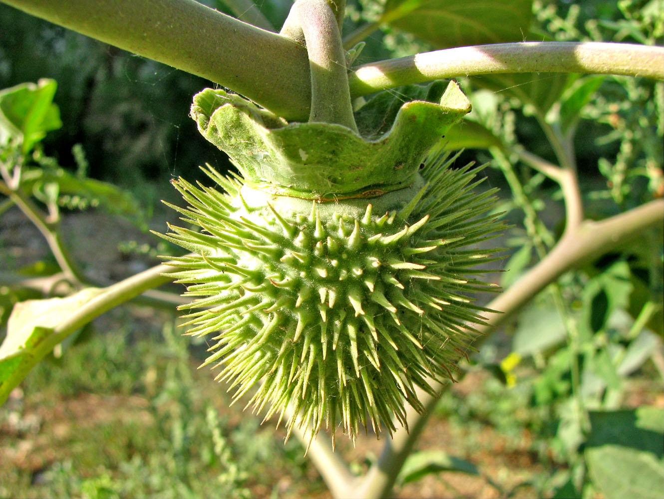 Изображение особи Datura wrightii.