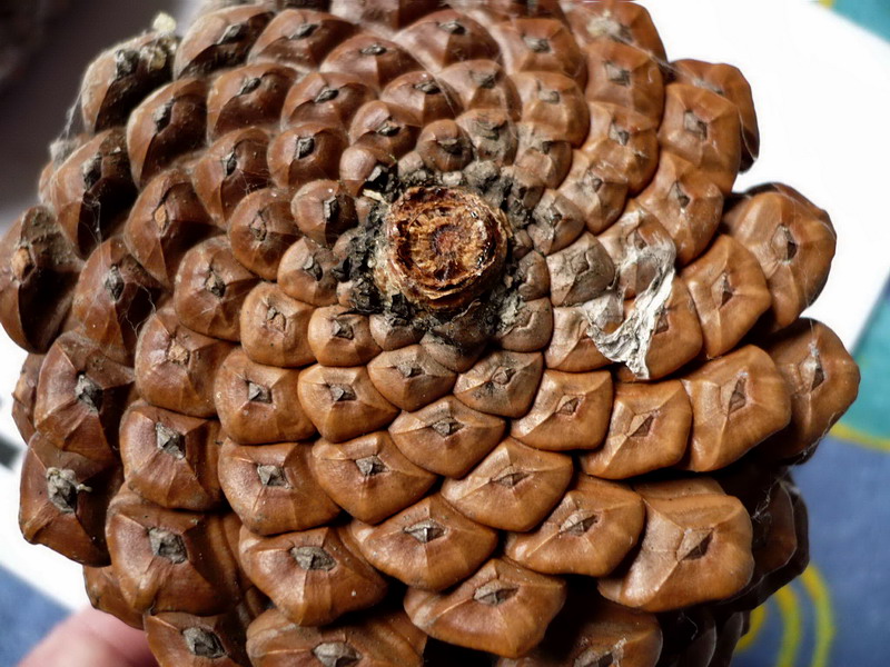 Image of Pinus pinaster specimen.