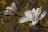 Magnolia denudata. Раскрывающиеся цветки. Киев, ботанический сад им. акад. Фомина. 23 апреля 2012 г.