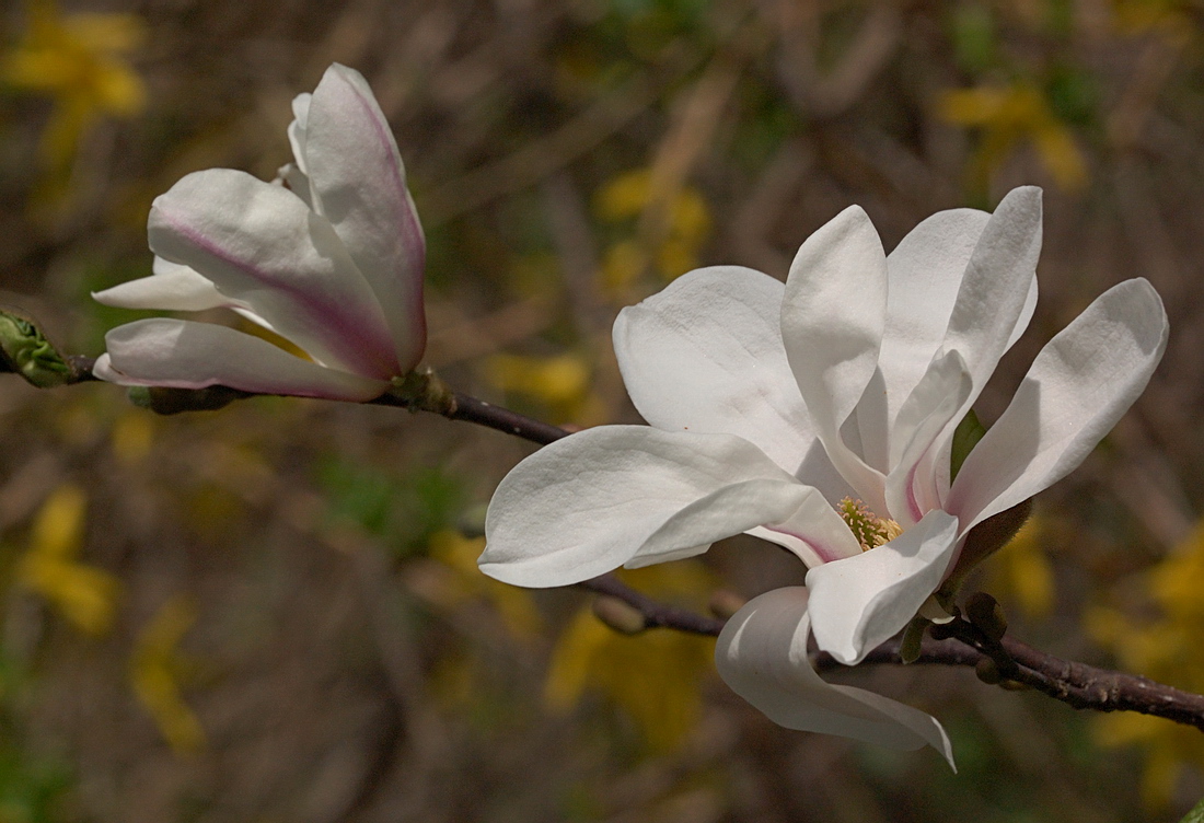 Изображение особи Magnolia denudata.