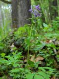 Corydalis solida. Верхушка цветущего и плодоносящего растения. Смоленская обл., Смоленский р-н, долина Удры. 07.05.2012.