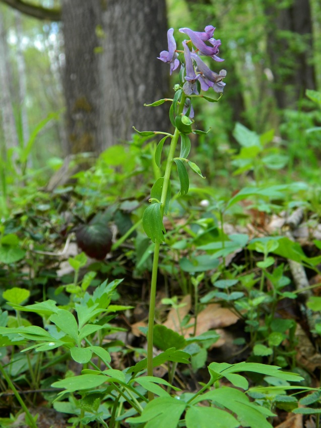 Image of Corydalis solida specimen.