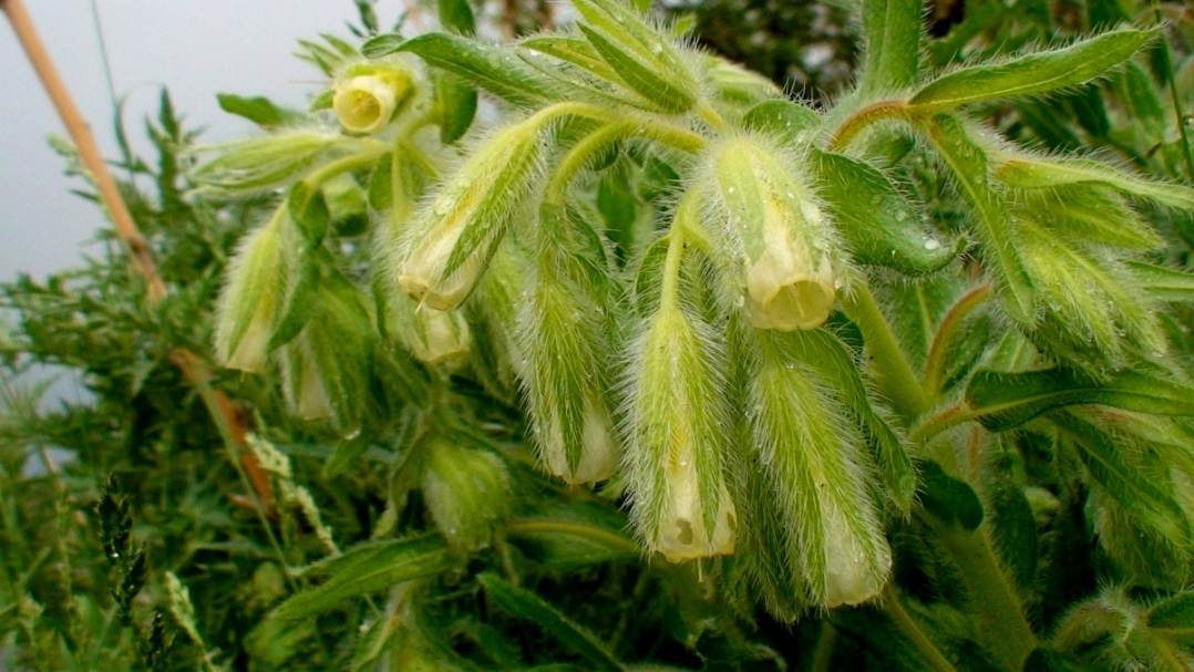Image of Onosma gracilis specimen.