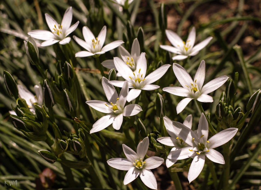 Image of Ornithogalum umbellatum specimen.