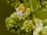 Caylusea hexagyna