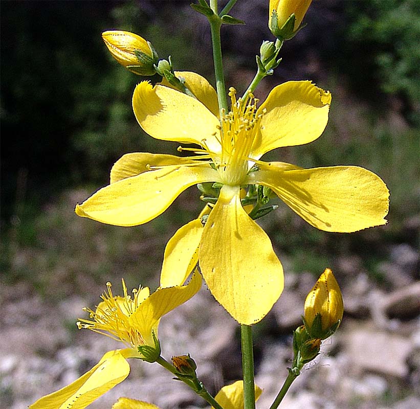 Image of Hypericum elongatum specimen.