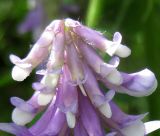 Vicia villosa. Верхняя часть соцветия (видны волоски на зубцах чашечки - диагностический признак вида). Украина, Черкасская обл., Каневский р-н, региональный ландшафтный парк \"Трахтемиров\", урочище \"Монастырок\". 26 мая 2012 г.