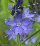 Veronica teucrium. Часть соцветия с раскрывшимися цветками и бутонами. Украина, Черкасская обл., Каневский р-н, региональный ландшафтный парк \"Трахтемиров\", урочище \"Монастырок\". 26 мая 2012 г.