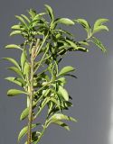 Euonymus japonicus. Часть ветви (видна обратная сторона листьев). Германия, г. Кемпен, в культуре. 17.06.2012.