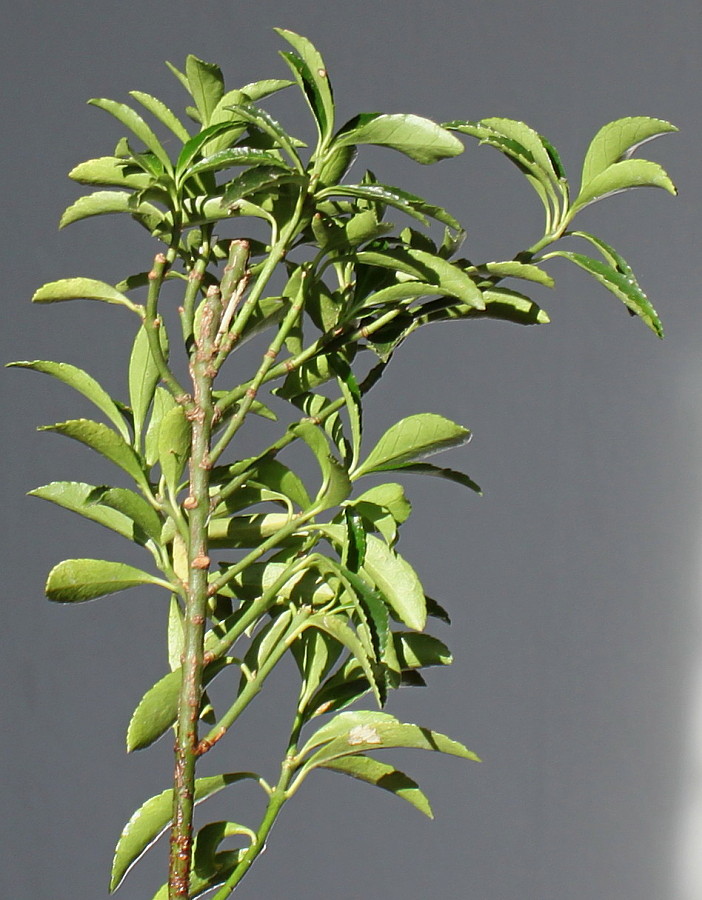 Изображение особи Euonymus japonicus.