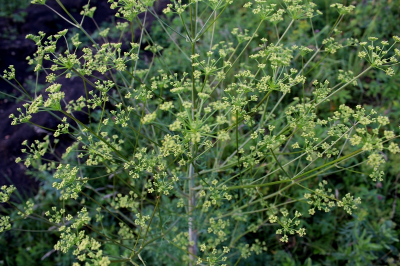 Image of Xanthoselinum alsaticum specimen.