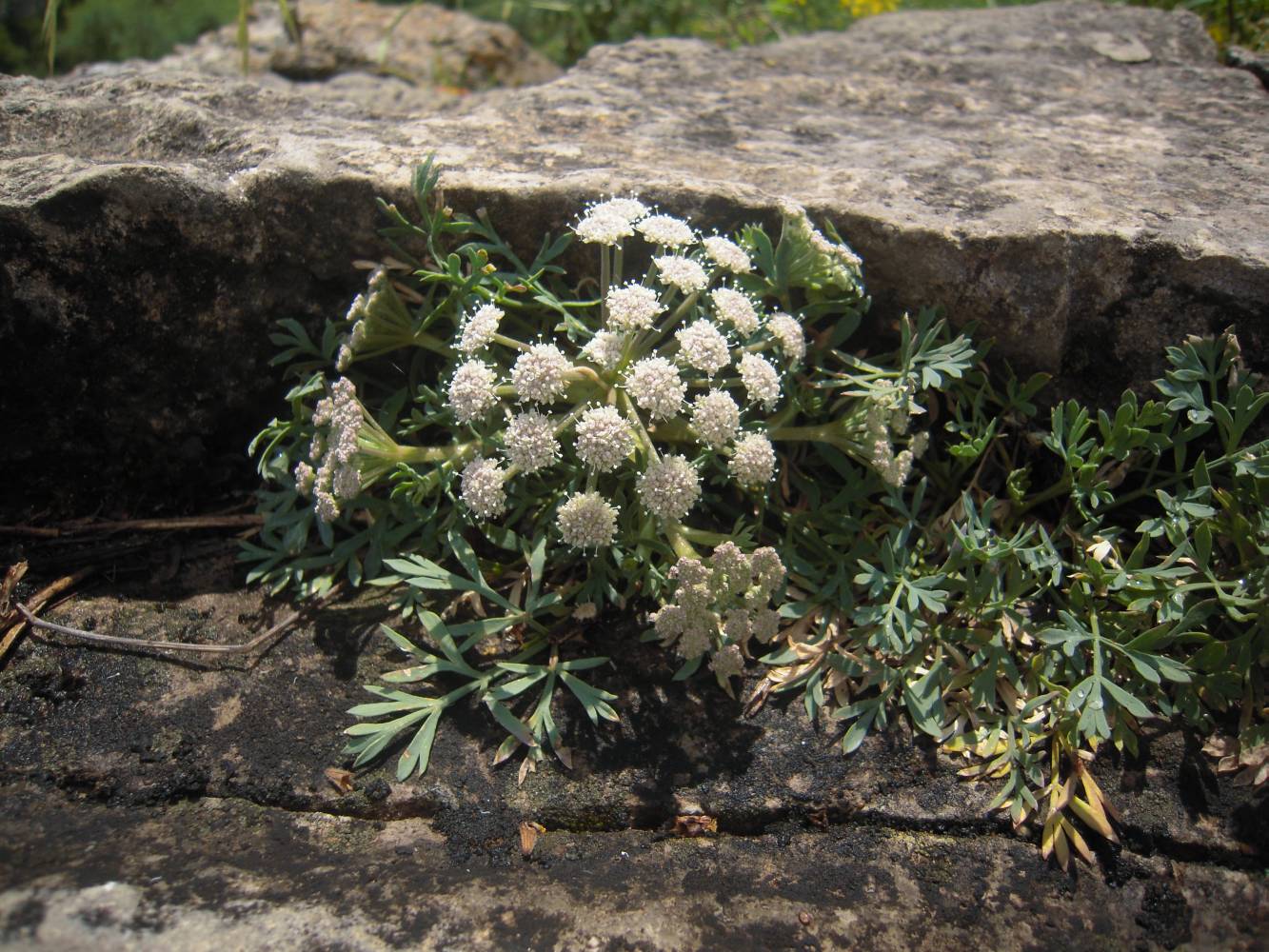 Image of Seseli petraeum specimen.