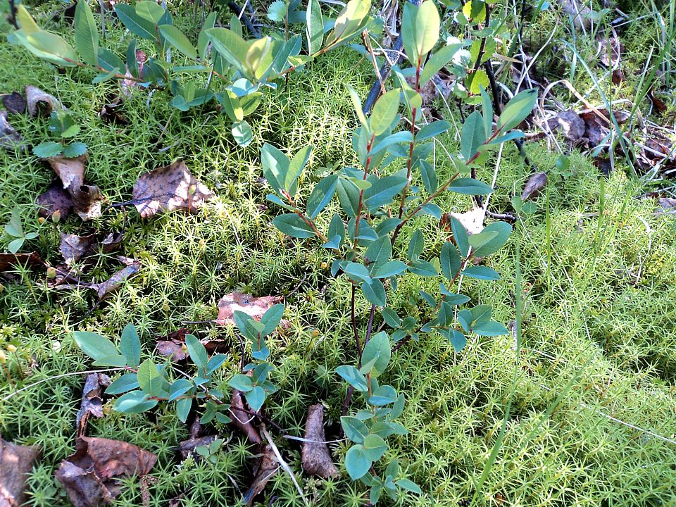 Image of Salix myrtilloides specimen.