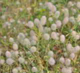Trifolium arvense. Верхушки цветущих растений. Московская обл., Шатурский р-н, окр. пос. Туголесский Бор. 10.07.2012.