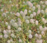 Trifolium arvense