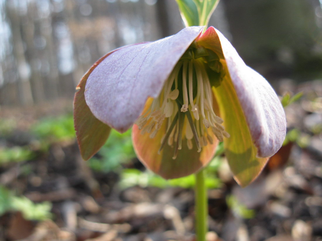 Изображение особи Helleborus purpurascens.