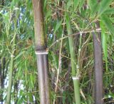 Phyllostachys nigra
