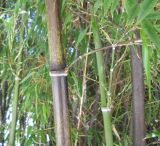 Phyllostachys nigra