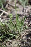 genus Ranunculus. Прикорневая часть растения. Южный Казахстан, горы Каракус. 20.04.2012.