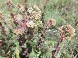 Hylotelephium caucasicum