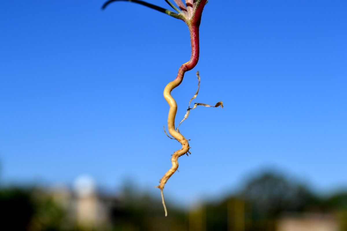 Image of Petrosimonia brachiata specimen.