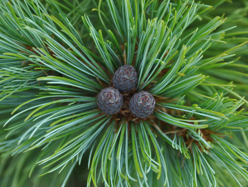 Изображение особи Pinus pumila.