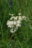 Filipendula vulgaris