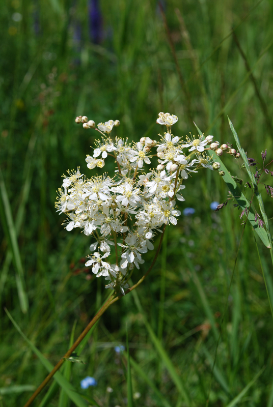 Image of Filipendula vulgaris specimen.