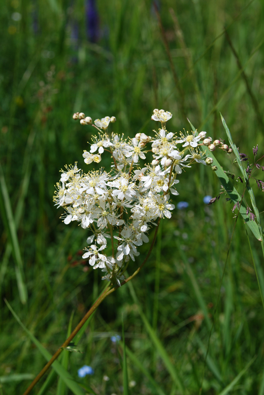 Изображение особи Filipendula vulgaris.