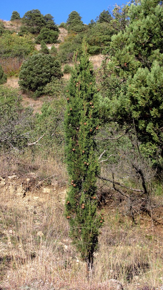 Изображение особи Cupressus sempervirens.