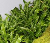 Phyllitis scolopendrium. Спороносящие растения ('Crispa'). Нидерланды, г. Venlo, \"Floriada 2012\". 11.09.2012.