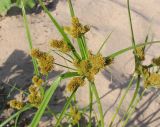 Cyperus glomeratus