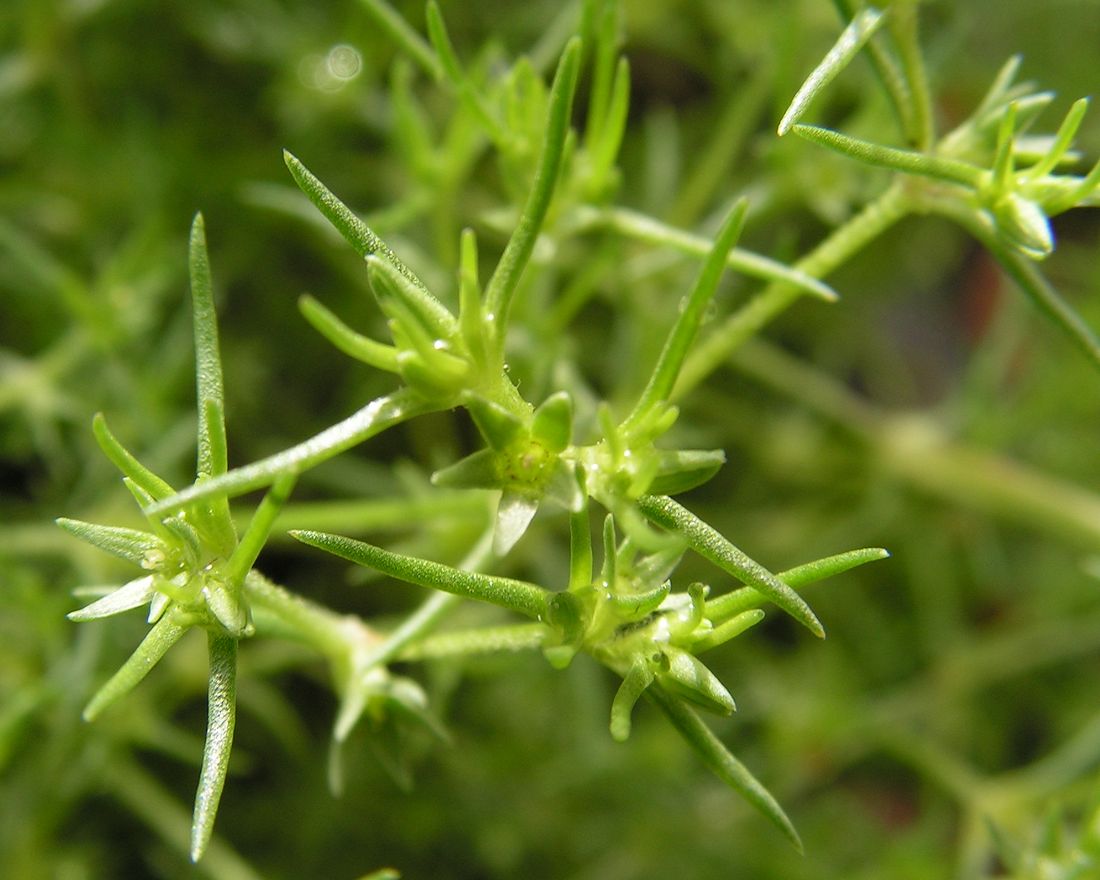 Изображение особи Scleranthus annuus.