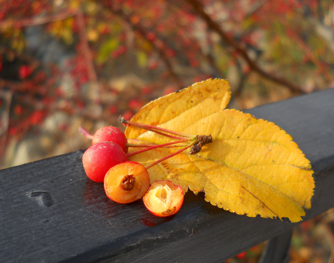 Image of Malus sargentii specimen.