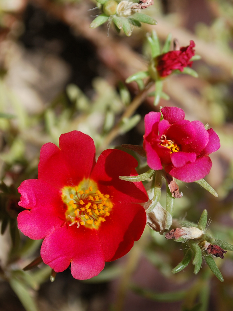 Изображение особи Portulaca grandiflora.