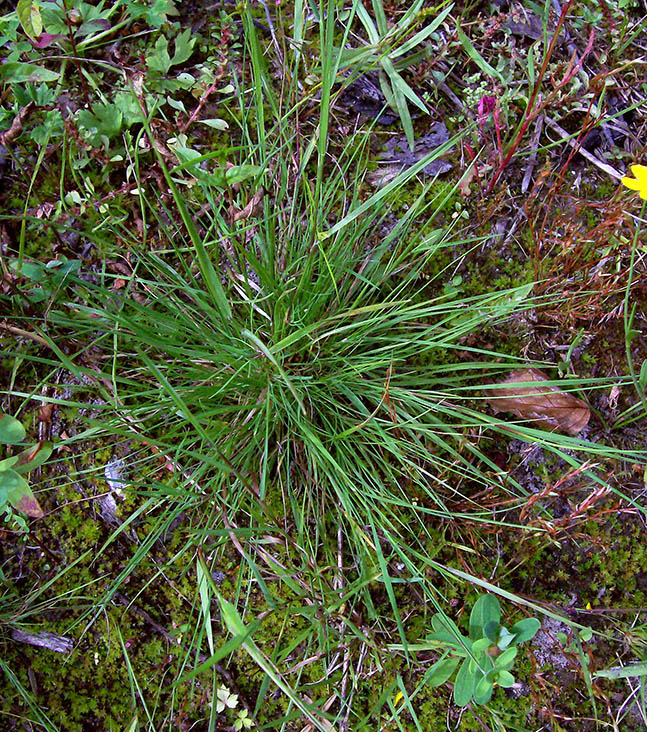 Изображение особи Agrostis canina.