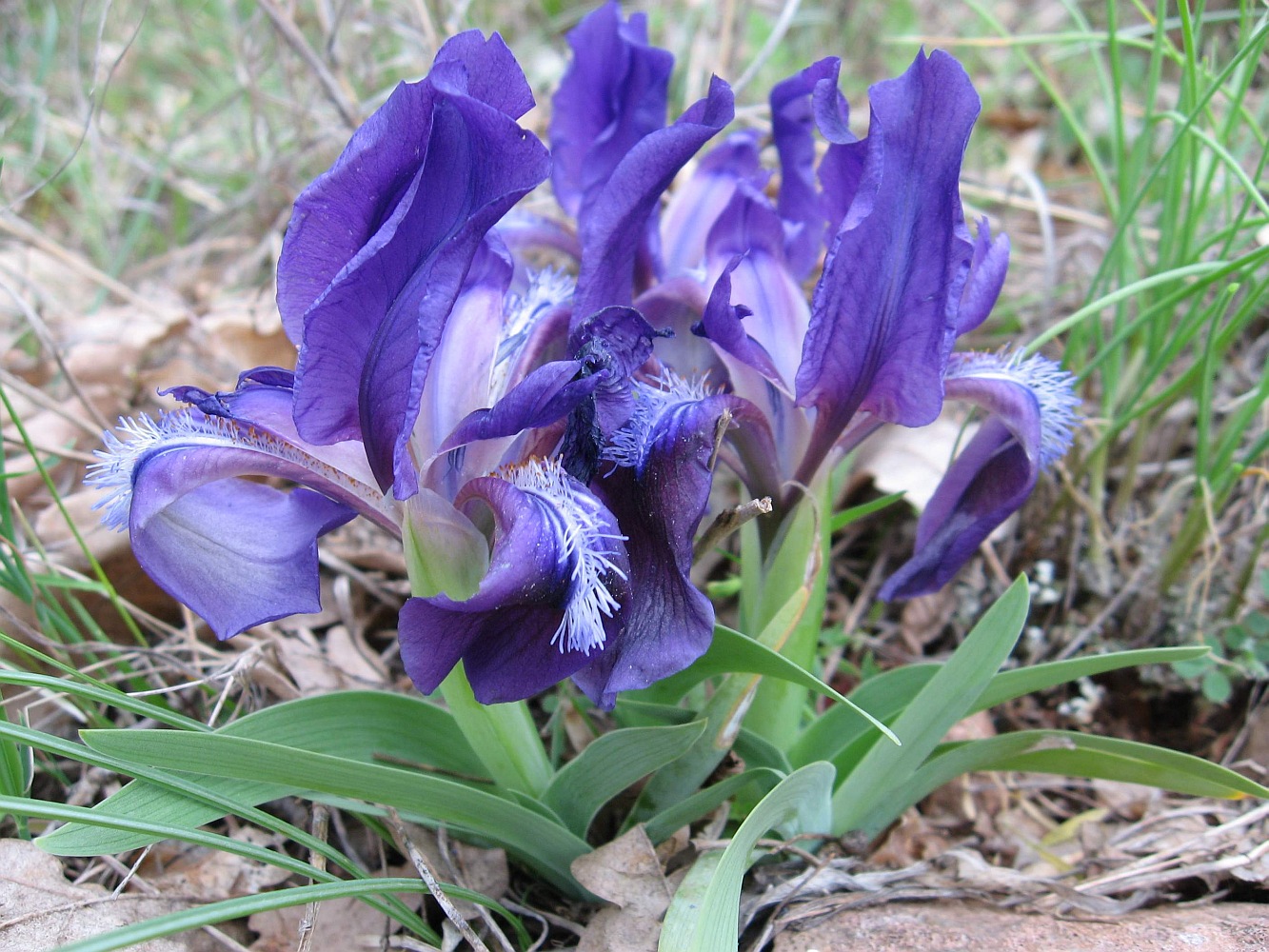 Image of Iris pumila specimen.