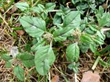 Amaranthus blitum